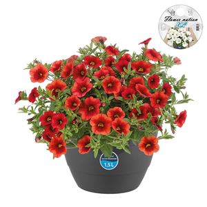 Afbeelding van HP27 o.kl. Calibrachoa Orange